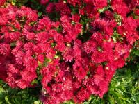 Listopadka 'Dorota' (Chrysanthemum)