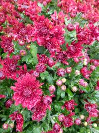 Listopadka 'Marika červená'