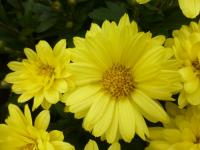 Chrysanthemum x morifolium          'Slavěna žlutá'  listopadka zahradní květy, květenství