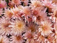 Listopadka 'Astrida lososová'