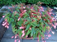 Begónie bolívijská (Begonia boliviensis)