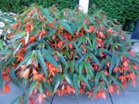 Begónie bolívijská (Begonia boliviensis)