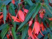 Begónie bolívijská (Begonia boliviensis)
