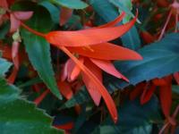 Begónie bolívijská (Begonia boliviensis)