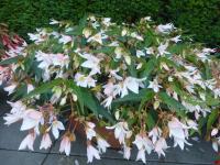 Begónie bolívijská (Begonia boliviensis)