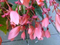 Begónie bolívijská (Begonia boliviensis)