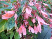 Begónie bolívijská (Begonia boliviensis)