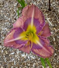 Denivka 'Blue Jean Baby' (Hemerocallis)