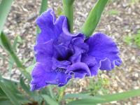 Iris sibirica   'Plissée'  kosatec sibiřský květy, květenství