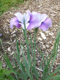 Iris sibirica  'Hooked Again' - kosatec sibiřský