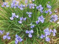 Kosatec 'Blue Burn' - Sibiřské kosatce (Iris)