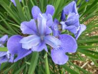 Kosatec 'Blue Burn' - Sibiřské kosatce (Iris)