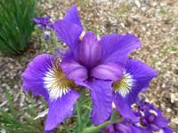 Kosatec 'Tall Dark and Handsome' - Sibiřské kosatce (Iris)