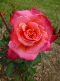 Růže 'Granada' - Velkokvěté růže