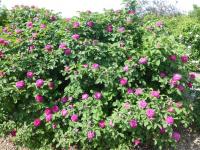 Rosa 'Rose de Resht' růže rostlina Rosa 'Rose de Resht' růže rostlina