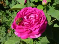 Rosa 'Rose de Resht' růže květy, květenství Rosa 'Rose de Resht' růže květy, květenství