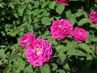 Rosa 'Rose de Resht' růže rostlina Rosa 'Rose de Resht' růže rostlina