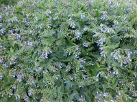 Kostival blankytný (Symphytum azureum)