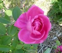 Růže 'Jules Margottin'