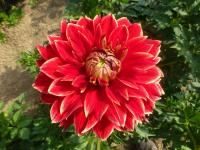 Jiřinka 'Dutch Carnaval' (Dahlia)