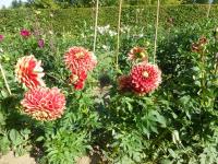 Jiřinka 'Dutch Carnaval' (Dahlia)