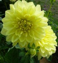 Dahlia 'Renesance' jiřina květy, květenství Dahlia 'Renesance' jiřina květy, květenství