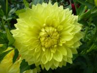 Dahlia 'Ryecroft Magnum' jiřina květy, květenství Dahlia 'Ryecroft Magnum' jiřina květy, květenství