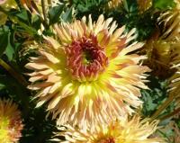 Dahlia     'Babovřesky'  jiřina květy, květenství