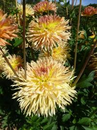 Dahlia       'Babovřesky'  jiřina květy, květenství