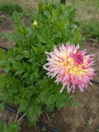 Jiřinka 'Hapet Perfect' (Dahlia)
