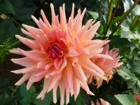 Jiřinka 'Korallenglut'