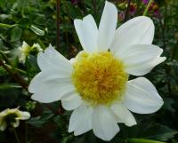 Dahlia 'Platinum Blonde' jiřina květy, květenství Dahlia 'Platinum Blonde' jiřina květy, květenství