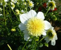 Dahlia 'Platinum Blonde' jiřina květy, květenství Dahlia 'Platinum Blonde' jiřina květy, květenství