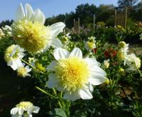 Jiřinka 'Platinum Blonde'