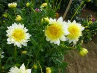 Dahlia  'Freya's Paso Doble' - jiřina