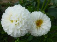 Jiřinka 'Honky' (Dahlia)
