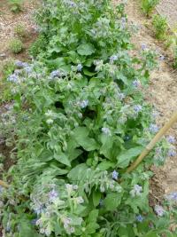 Brutnák lékařský (Borago officinalis)