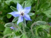 Brutnák lékařský (Borago officinalis)