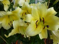Lilie 'Conca d'Or' - OT hybridy
