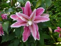 Lilie 'Distant Drum' - Orientální hybridy