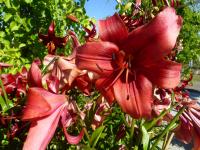 Lilie 'Pearl Lorraine' - Asijské hybridy vysoké (Lilium)