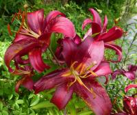 Lilie 'Montezuma' - Orientální hybridy (Lilium)