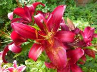 Lilie 'Montezuma' - Orientální hybridy