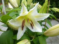 Lilie 'San Simeon' - Orientální hybridy (Lilium)