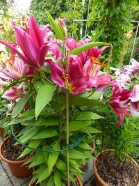 Lilie 'Bacardi' - Orientální hybridy