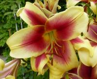 Lilie 'Flavia' - OT hybridy (Lilium)