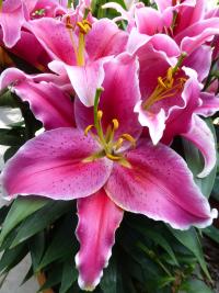 Lilie 'After Eight' - Orientální hybridy (Lilium)