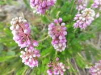 Vřesovec klasnatý (Erica spiculifolia)