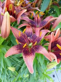 Lilie 'Whistler' - Asijské hybridy vysoké (Lilium)