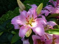 Lilium x hybridum    'Lake Michigan'  lilie rostlina
